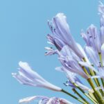 gentle violet blooming flowers on green stems